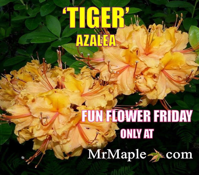 - Azalea 'Tiger’ Orange Flowers Deciduous Azalea - Mr Maple │ Buy Japanese Maple Trees