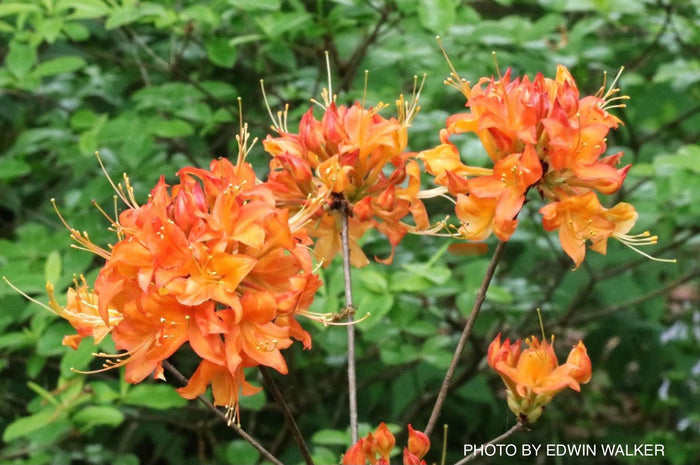 - Azalea 'War Eagle’ Orange Flowers Deciduous Azalea - Mr Maple │ Buy Japanese Maple Trees