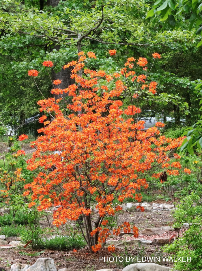 - Azalea 'War Eagle’ Orange Flowers Deciduous Azalea - Mr Maple │ Buy Japanese Maple Trees