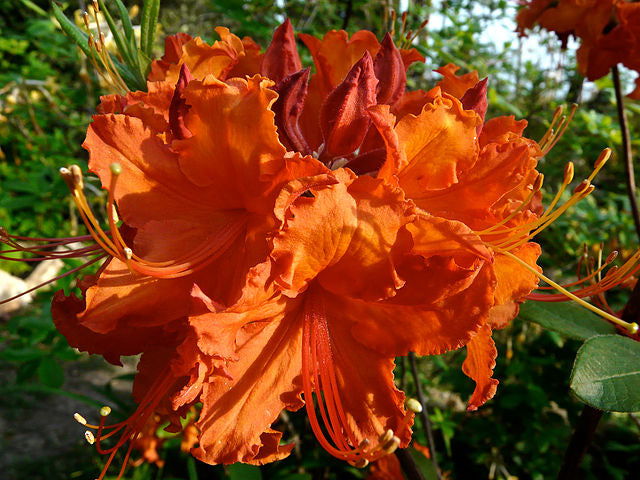 - Azalea 'War Eagle’ Orange Flowers Deciduous Azalea - Mr Maple │ Buy Japanese Maple Trees
