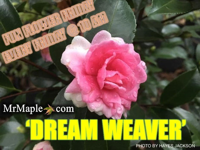 - Camellia sansanqua 'Dream Weaver' Pink Flowering Camellia - Mr Maple │ Buy Japanese Maple Trees