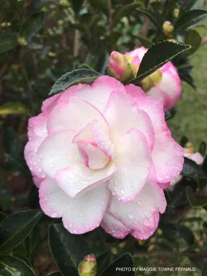 - Camellia sansanqua 'Moonshadow' Pink Flowering Camellia - Mr Maple │ Buy Japanese Maple Trees