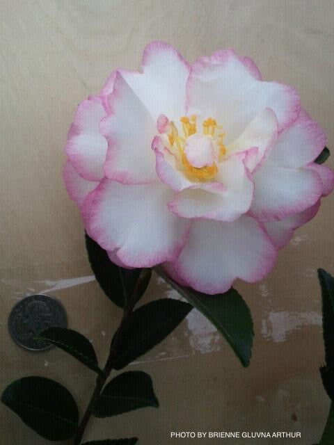 - Camellia sansanqua 'Moonshadow' Pink Flowering Camellia - Mr Maple │ Buy Japanese Maple Trees