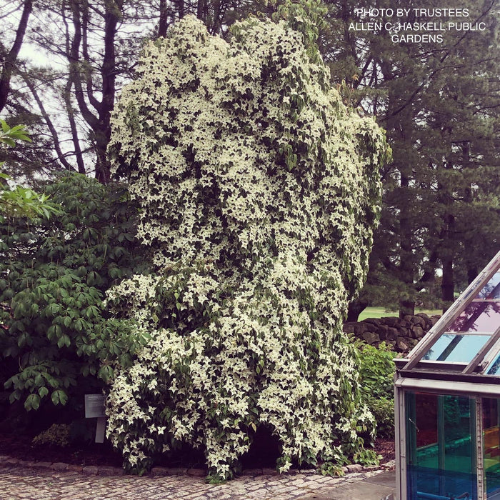 - Cornus kousa 'Elizabeth Lustgarden' Weeping Chinese Dogwood - Mr Maple │ Buy Japanese Maple Trees