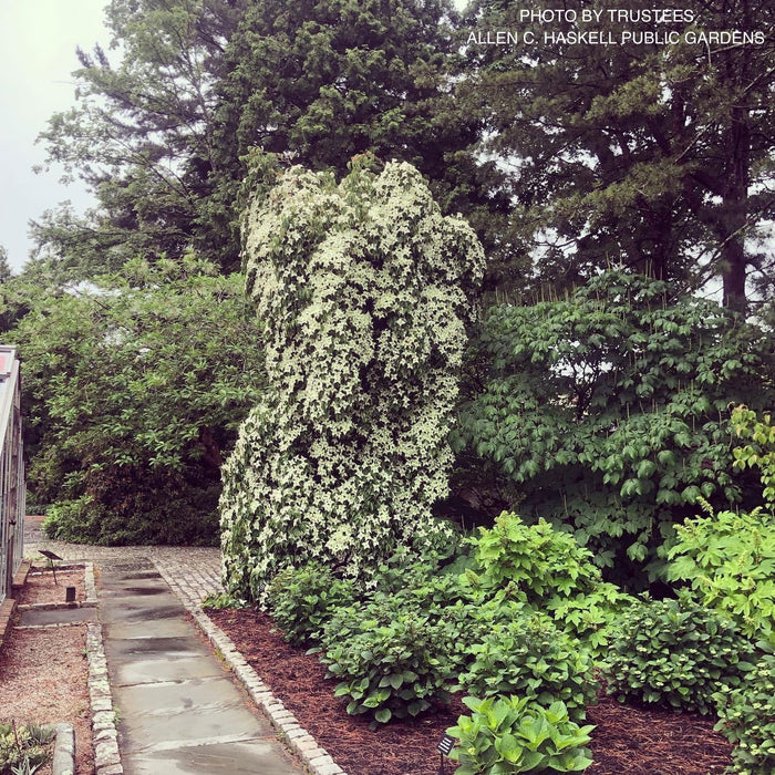 - Cornus kousa 'Elizabeth Lustgarden' Weeping Chinese Dogwood - Mr Maple │ Buy Japanese Maple Trees