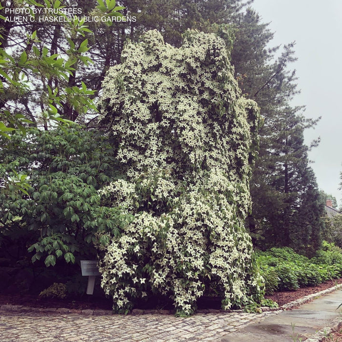 - Cornus kousa 'Elizabeth Lustgarden' Weeping Chinese Dogwood - Mr Maple │ Buy Japanese Maple Trees