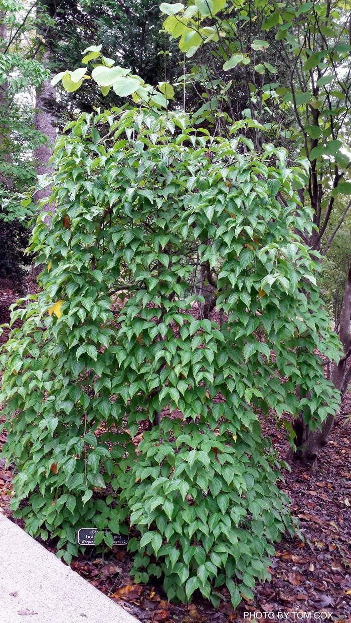 - Cornus kousa 'Elizabeth Lustgarden' Weeping Chinese Dogwood - Mr Maple │ Buy Japanese Maple Trees