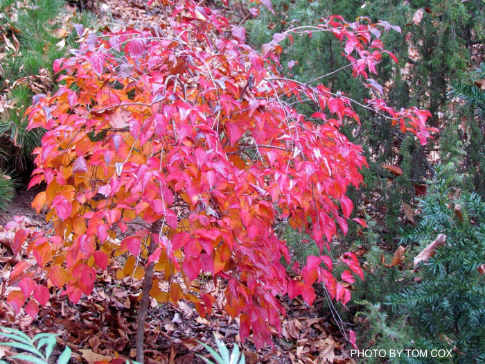 - Cornus kousa 'Elizabeth Lustgarden' Weeping Chinese Dogwood - Mr Maple │ Buy Japanese Maple Trees