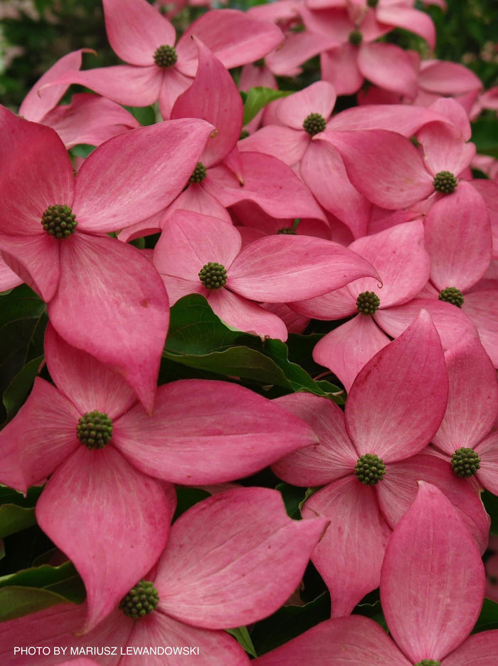 - Cornus kousa 'Rutpink' Scarlet Fire™ Red Flowering Chinese Dogwood - Mr Maple │ Buy Japanese Maple Trees