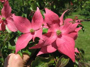 - Cornus kousa 'Rutpink' Scarlet Fire™ Red Flowering Chinese Dogwood - Mr Maple │ Buy Japanese Maple Trees