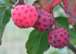 - Cornus kousa 'Rutpink' Scarlet Fire™ Red Flowering Chinese Dogwood - Mr Maple │ Buy Japanese Maple Trees