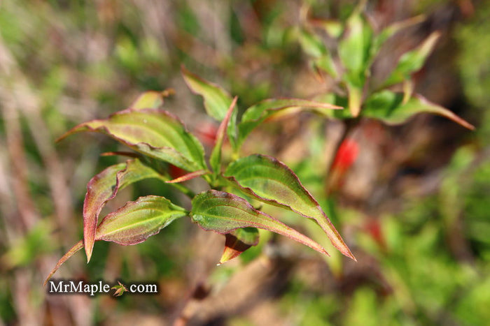 - Cornus kousa 'Rutpink' Scarlet Fire™ Red Flowering Chinese Dogwood - Mr Maple │ Buy Japanese Maple Trees