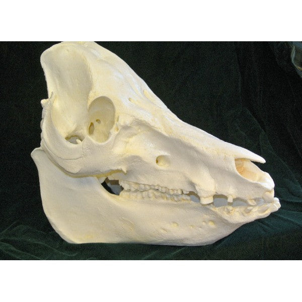Domestic Pig Skull Replica - dinosaursrocksuperstore