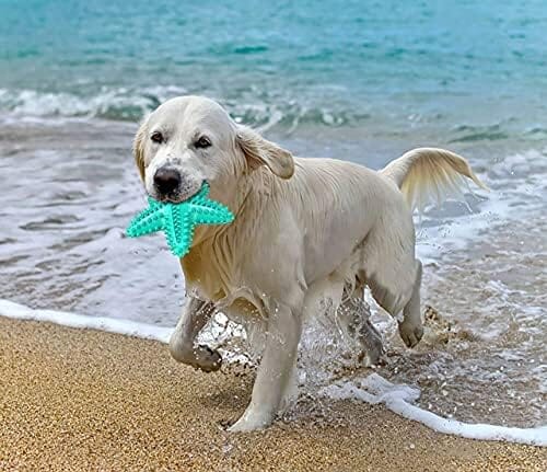 Durable Starfish Cleaning Toothbrush Toy Toothbrush Pet Clever