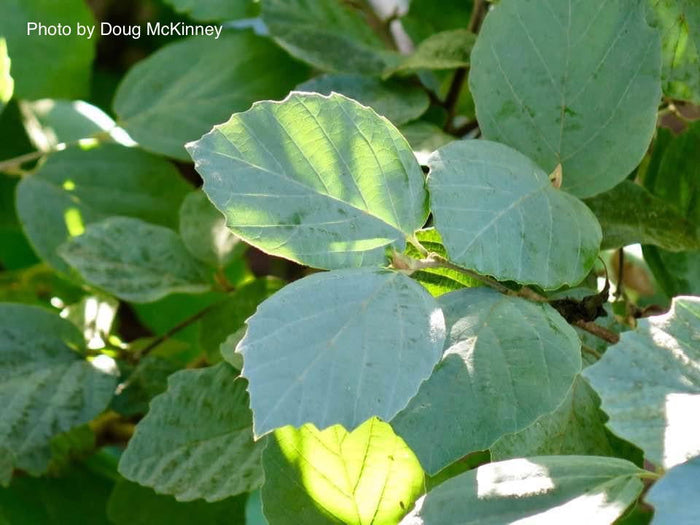 - Fothergilla xintermedia 'Blue Mist' Blue Fothergilla - Mr Maple │ Buy Japanese Maple Trees