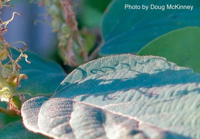 - Fothergilla xintermedia 'Blue Mist' Blue Fothergilla - Mr Maple │ Buy Japanese Maple Trees