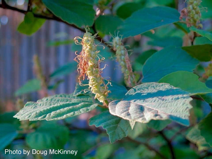 - Fothergilla xintermedia 'Blue Mist' Blue Fothergilla - Mr Maple │ Buy Japanese Maple Trees