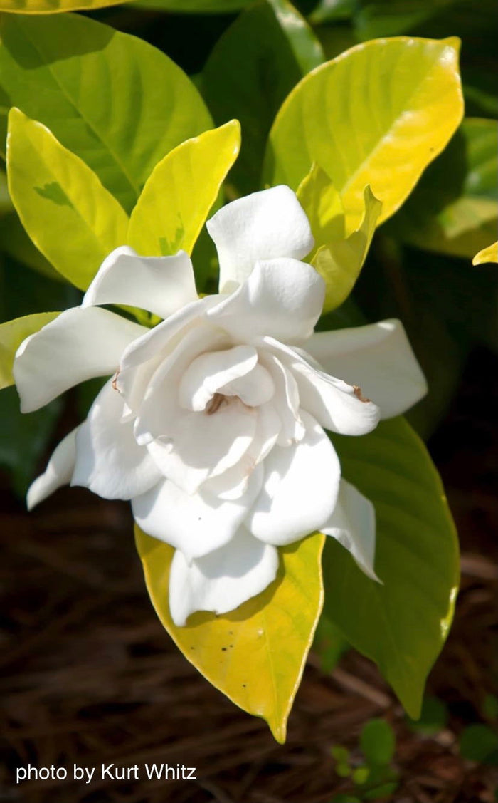 - Gardenia jasminoides 'Ogon no hana' Gold Doubloon Jasmine - Mr Maple │ Buy Japanese Maple Trees