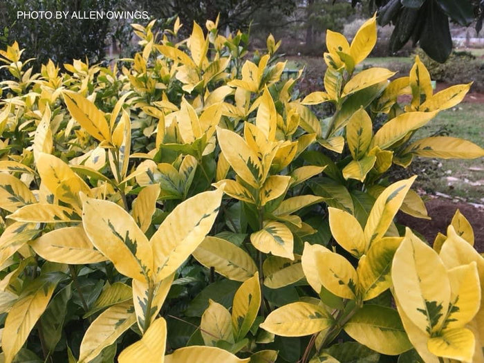- Gardenia jasminoides 'Ogon no hana' Gold Doubloon Jasmine - Mr Maple │ Buy Japanese Maple Trees
