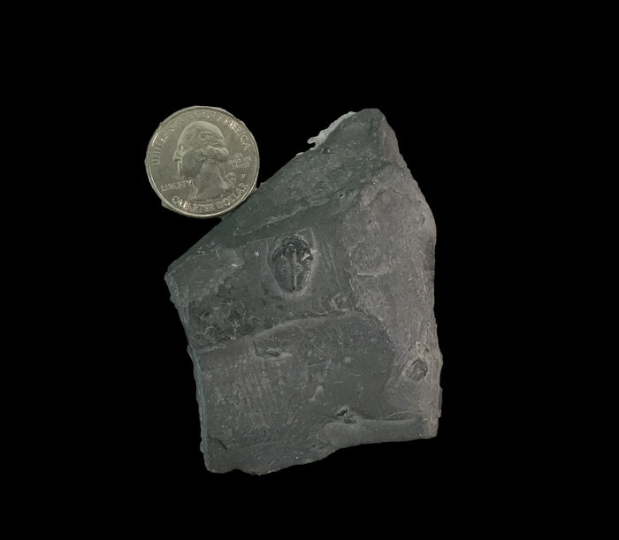 Genuine Fossil Trilobite - Elrathia Kinghi #F4 - 2 1/2” X 3”