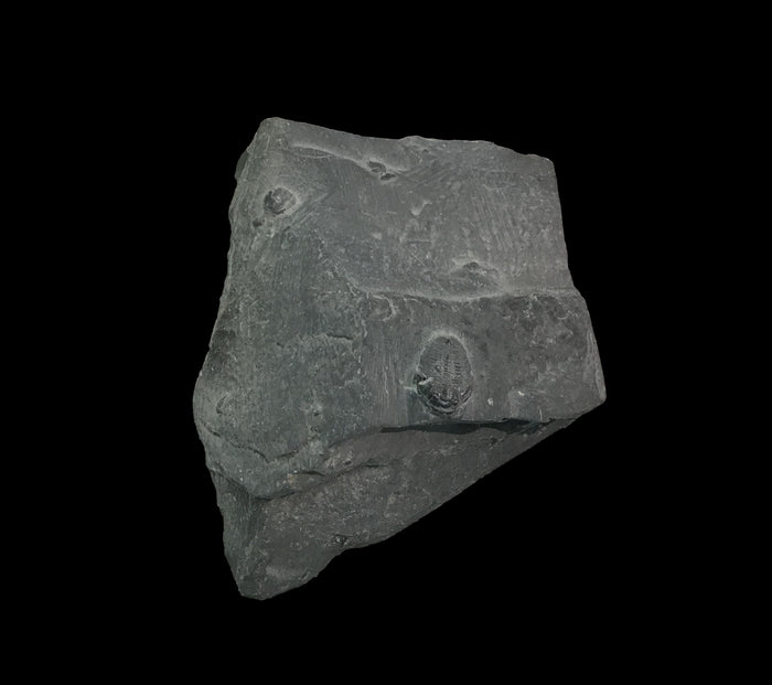 Genuine Fossil Trilobite - Elrathia Kinghi #F4 - 2 1/2” X 3”