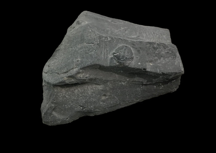 Genuine Fossil Trilobite - Elrathia Kinghi #F4 - 2 1/2” X 3”