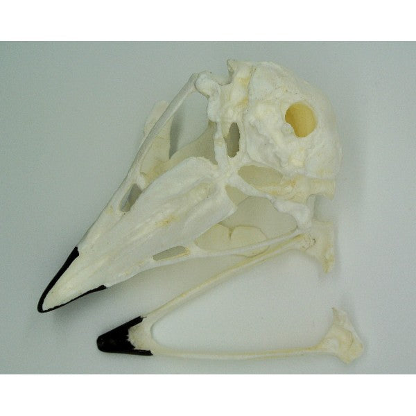 Golden Eagle Skull - dinosaursrocksuperstore