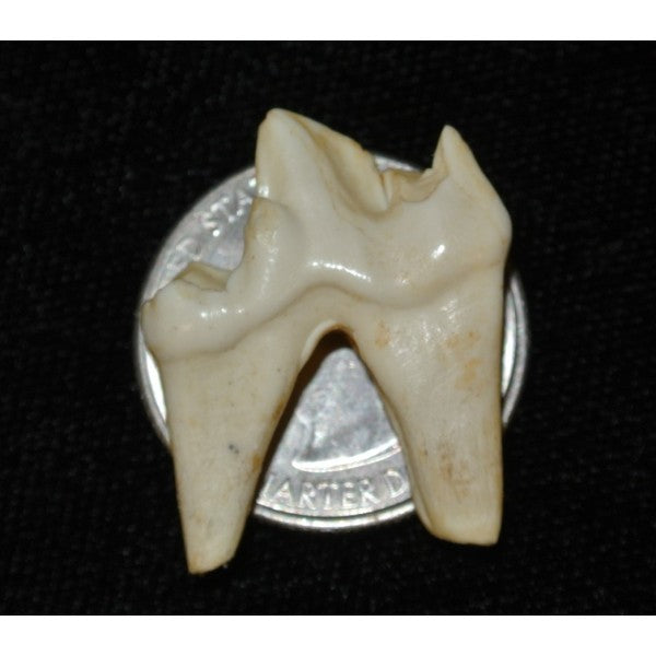 Gray Wolf Molar Replica - dinosaursrocksuperstore