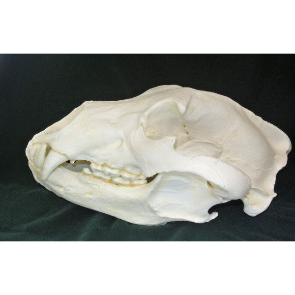 Grizzly Bear Skull Replica - dinosaursrocksuperstore