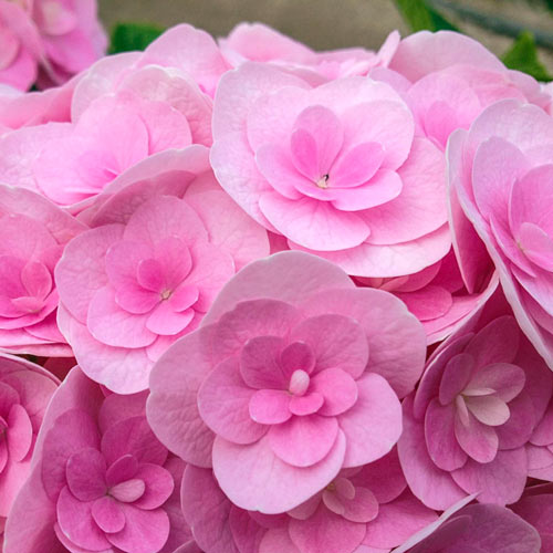 - Hydrangea macrophylla ‘Love’ Double Bloom Hydrangea - Mr Maple │ Buy Japanese Maple Trees