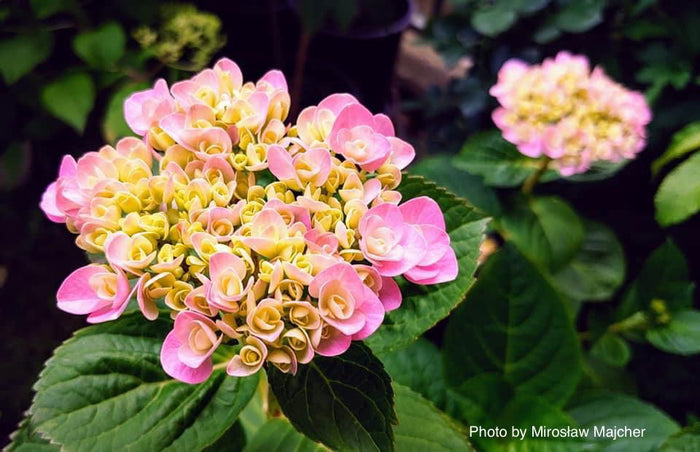 - Hydrangea macrophylla ‘Love’ Double Bloom Hydrangea - Mr Maple │ Buy Japanese Maple Trees