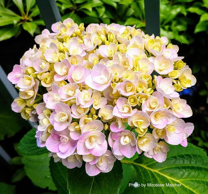 - Hydrangea macrophylla ‘Love’ Double Bloom Hydrangea - Mr Maple │ Buy Japanese Maple Trees