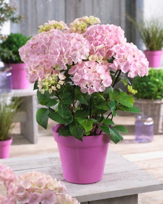 - Hydrangea macrophylla ‘Onyx Flamingo’ Black Stem Hydrangea - Mr Maple │ Buy Japanese Maple Trees