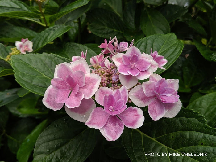 - Hydrangea macrophylla ‘Star Gazer’ Hydrangea - Mr Maple │ Buy Japanese Maple Trees