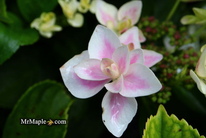 - Hydrangea macrophylla ‘Star Gazer’ Hydrangea - Mr Maple │ Buy Japanese Maple Trees