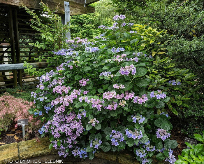 - Hydrangea macrophylla ‘Star Gazer’ Hydrangea - Mr Maple │ Buy Japanese Maple Trees