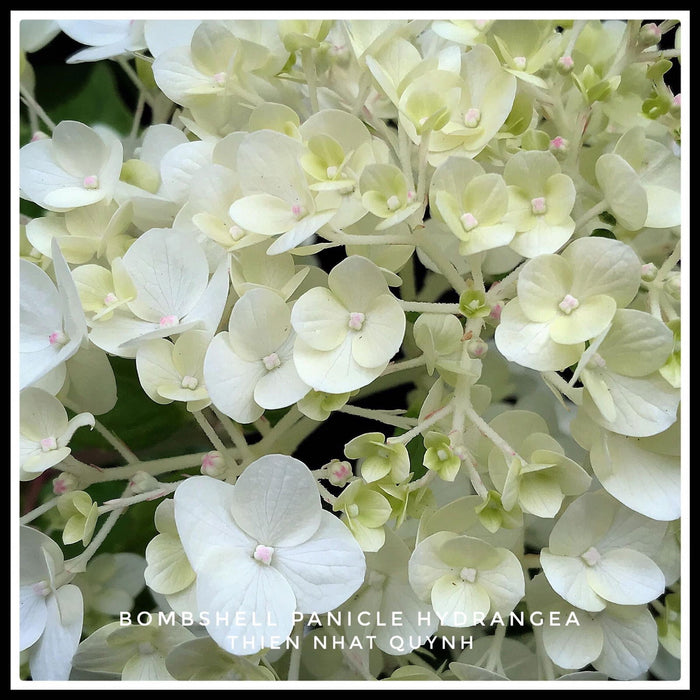 - Hydrangea paniculata 'Bombshell' White Panicle Hydrangea - Mr Maple │ Buy Japanese Maple Trees