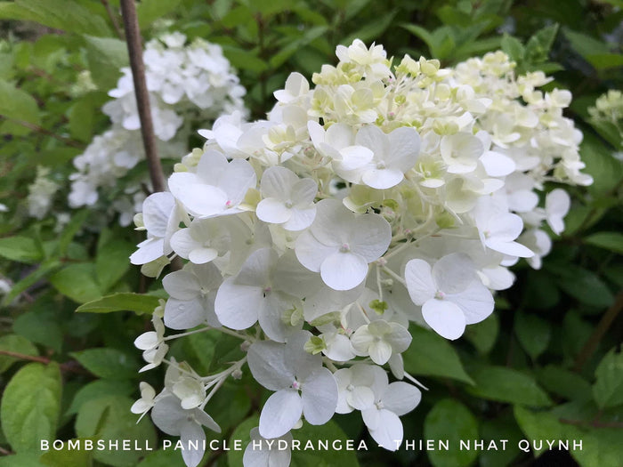 - Hydrangea paniculata 'Bombshell' White Panicle Hydrangea - Mr Maple │ Buy Japanese Maple Trees