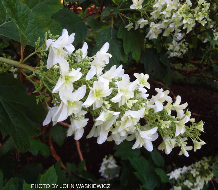- Hydrangea quercifolia 'Snowflake' Oakleaf Hydrangea - Mr Maple │ Buy Japanese Maple Trees