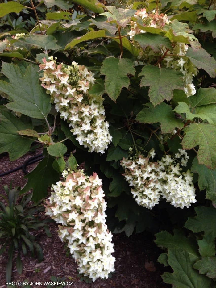 - Hydrangea quercifolia 'Snowflake' Oakleaf Hydrangea - Mr Maple │ Buy Japanese Maple Trees