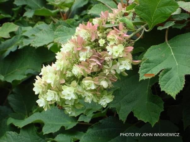 - Hydrangea quercifolia 'Snowflake' Oakleaf Hydrangea - Mr Maple │ Buy Japanese Maple Trees