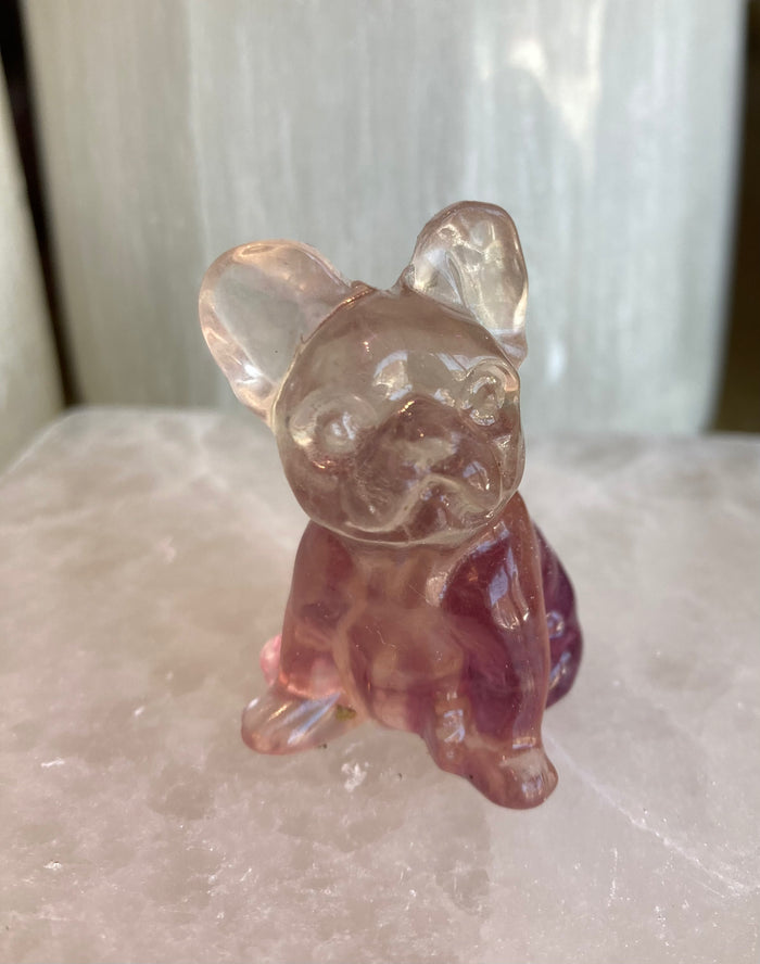 Fluorite French Bulldog