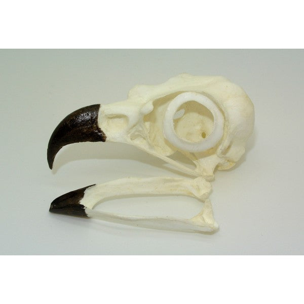 Osprey Skull - dinosaursrocksuperstore