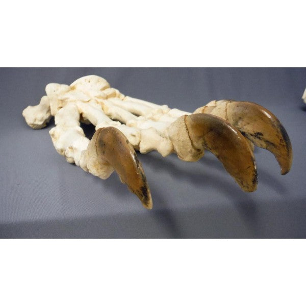 Polar Bear Front Hand Articulated Replica - dinosaursrocksuperstore