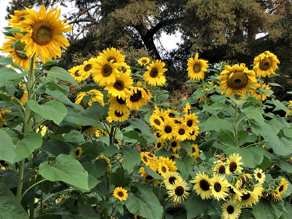 Renee’s Garden Scatter Gardens Heirloom Summer Garden Dancing, Joyous Sunflowers