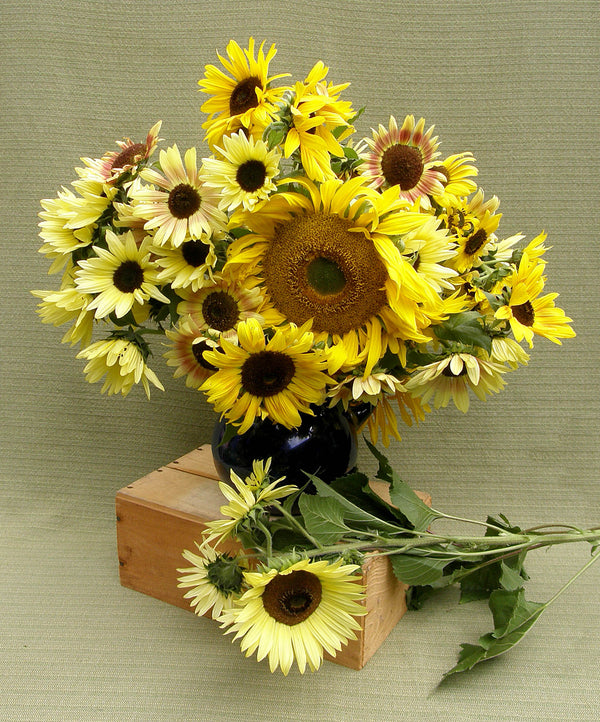 Renee’s Garden Scatter Gardens Heirloom Summer Garden Dancing, Joyous Sunflowers