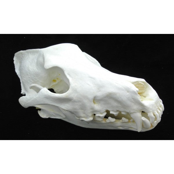 Siberian Wolf Skull Replica - dinosaursrocksuperstore