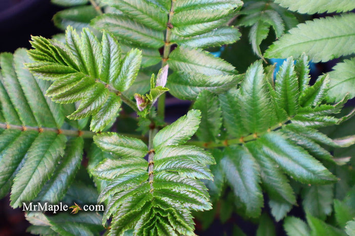 - Sorbus xthuringiaca 'Fastigiata' Narrow Mountain Ashe Tree - Mr Maple │ Buy Japanese Maple Trees