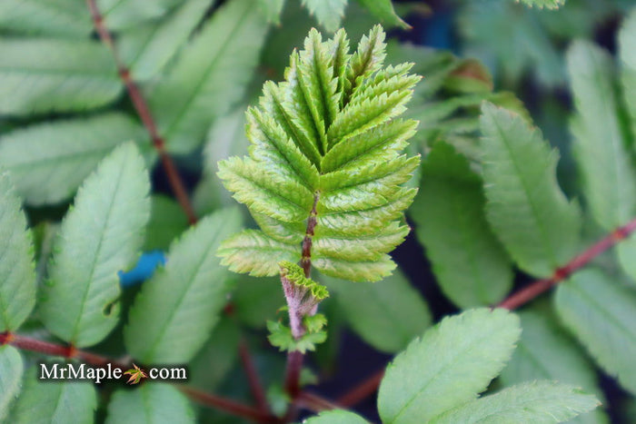 - Sorbus xthuringiaca 'Fastigiata' Narrow Mountain Ashe Tree - Mr Maple │ Buy Japanese Maple Trees