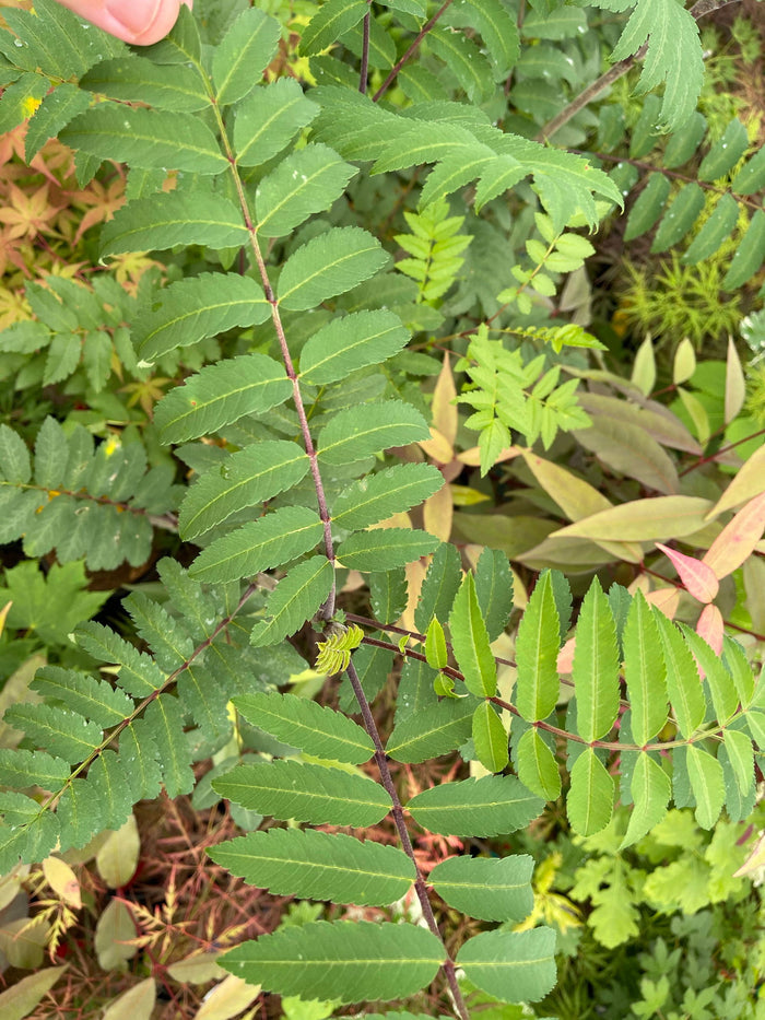- Sorbus xthuringiaca 'Fastigiata' Narrow Mountain Ashe Tree - Mr Maple │ Buy Japanese Maple Trees